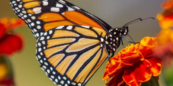 Mariposas monarca llegan a México  y estos son los santuarios para verlas 