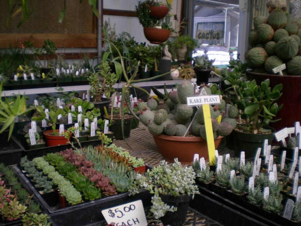 Un rincón de plantas en Poot's Cactus.