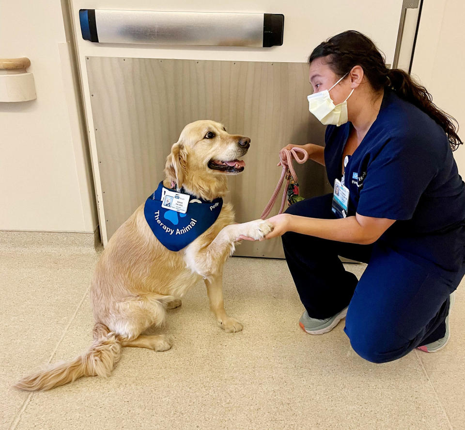 A therapy dog from the organization UCLA People-Animal Connection gives a handshake. (Courtesy of Jennifer Dobkin)