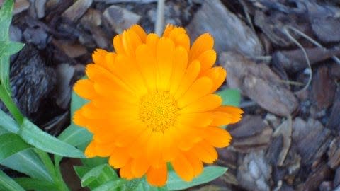 December is the time to plant flowers such as calendula.