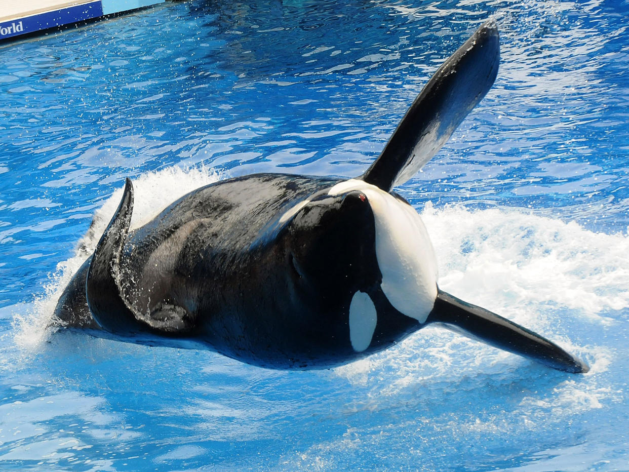 Killer whale 'Tilikum' appears at SeaWorld in 2011 in Orlando, Florida: Getty
