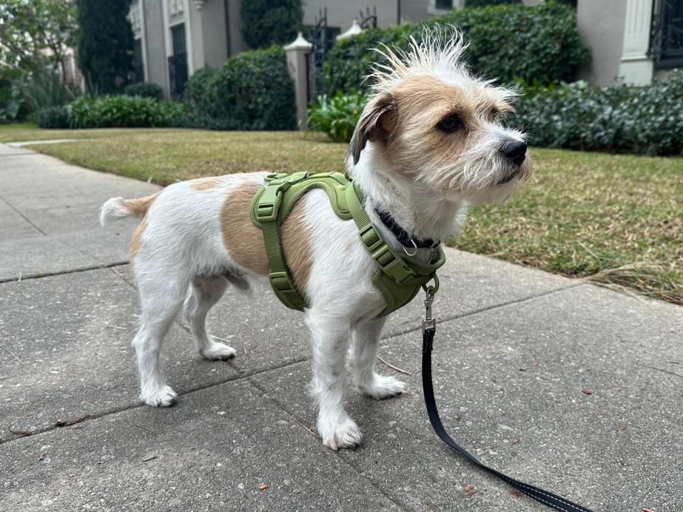 A small tan and white dog is wearing the green wild one dog harness.