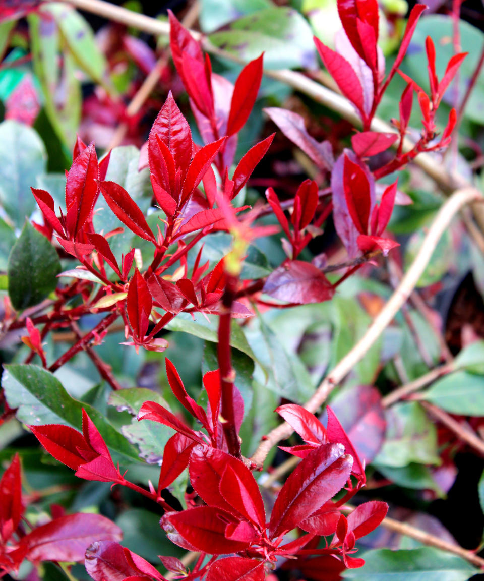 3. Photinia 'Red Robin'