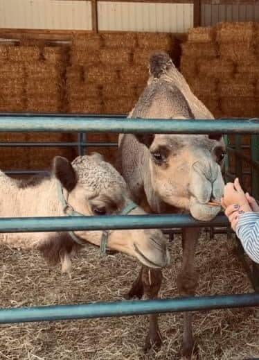 This Facebook photo of Pumpkinburn at Shirley Farm in Obion, Tennessee shows two camels.  / Credit: Facebook