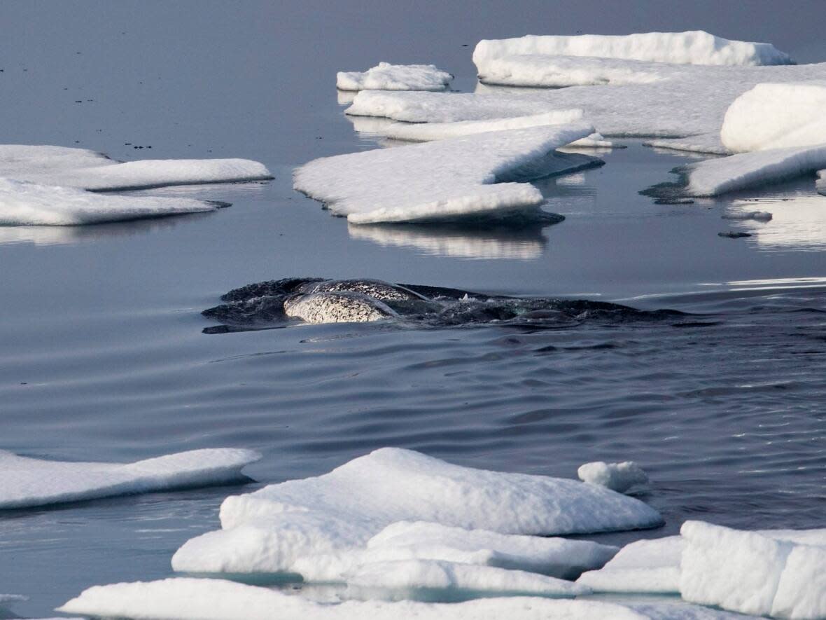 Narwhals in the Canadian Arctic in July 2017. A new report is raising fresh concerns about the impacts of shipping from Nunavut's Mary River mine on narwhal, but Baffinland Iron Mines Corporation said it leaves out important information. (David Goldman/AP/THE CANADIAN PRESS - image credit)