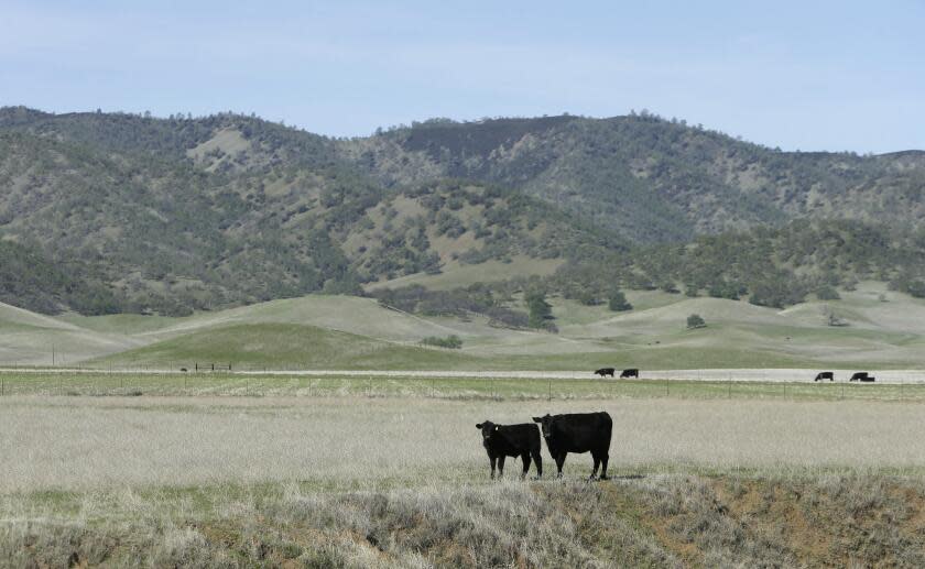 Cattle graze in the Sites Valley, the location of a proposed reservoir, near Maxwell, Calif. Democratic Rep. John Garamendi and Republican Rep. Doug LaMalfa have proposed legislation for a federal study of the costs of building the Sites Reservoir in the valley that is about an hour's drive north of Sacramento. California's drought has sparked a new push by federal lawmakers to create or expand a handful of reservoirs around the state.(AP Photo/Rich Pedroncelli)