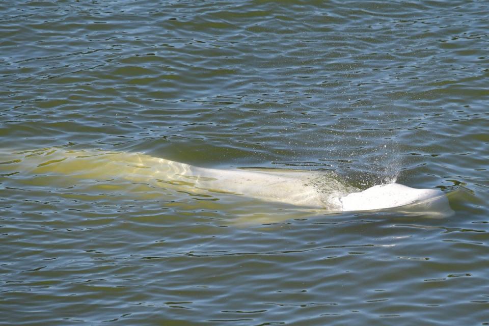 A beluga whale swims between two locks on the Seine river, in Notre-Dame-de-la-Garenne, northwestern France, on August 6, 2022. (AFP via Getty Images)