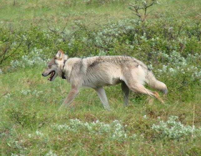 Wolves are rare in Missouri, having been extirpated since the early 1900s. Individuals occasionally wander here from other states.