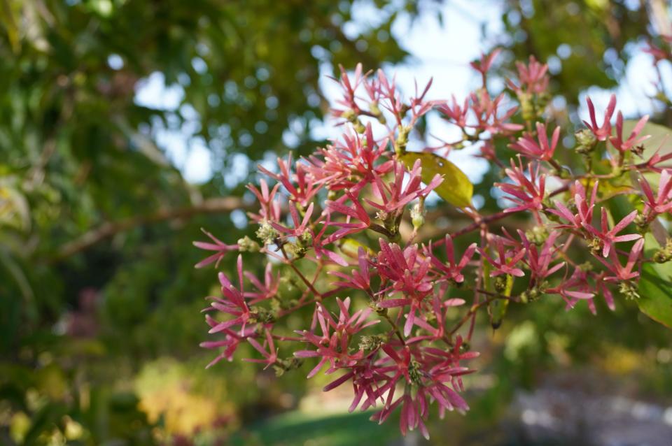 Heptacodium sepals (collectively caylices).