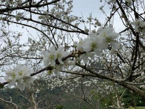 ▲嘉166線近70K附近，綻放美麗的黃柑李花。| Plum trees are in full blossom （NOWnews)