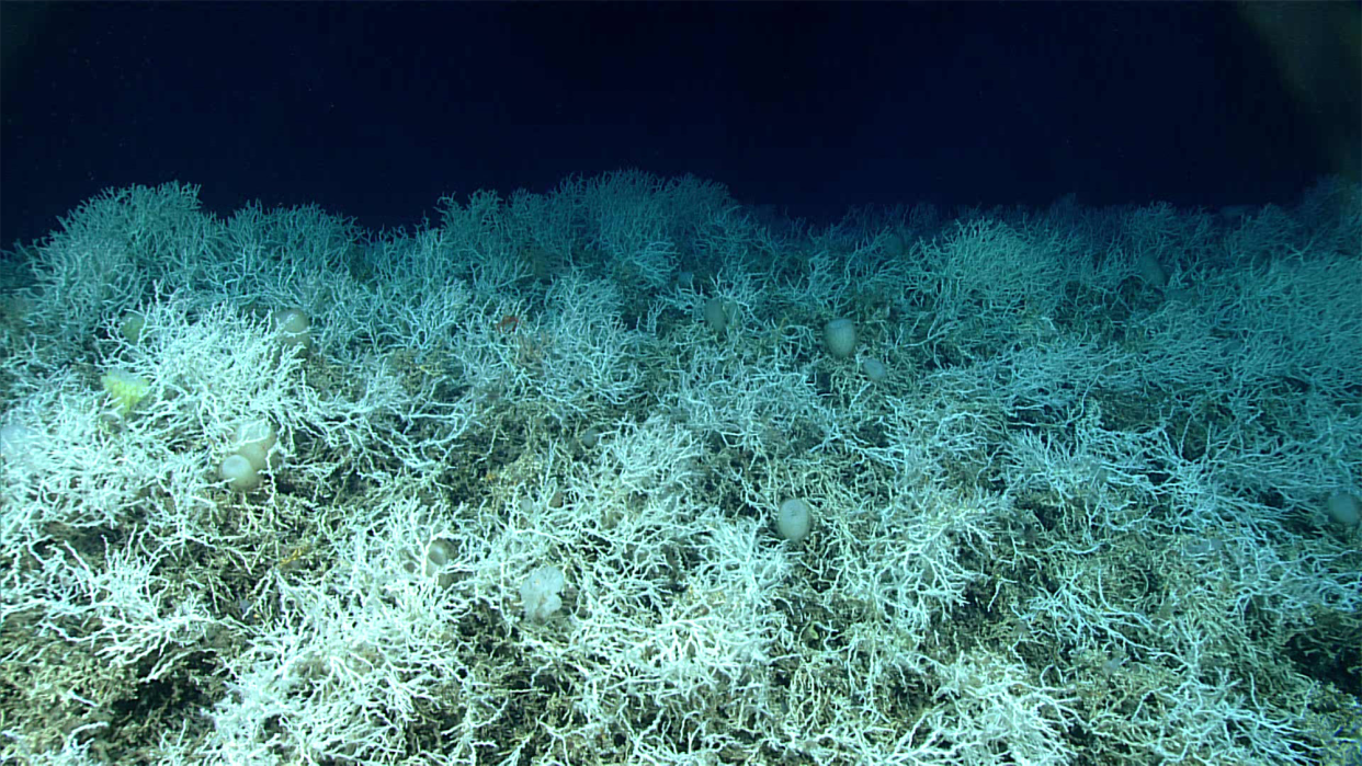 Dense thickets of the reef-building coral Desmophyllum pertusum make up most of the deep-sea coral reef habitat found on the Blake Plateau in the Atlantic Ocean. The white coloring is healthy–deep-sea corals don’t rely on symbiotic algae, so they can’t bleach. Images of these corals were taken during a 2019 expedition dive off the coast of Florida.