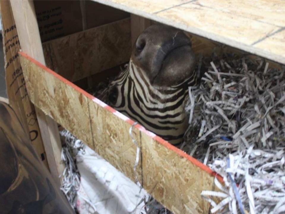 A stuffed zebra head found on Black's compound in Chihuahua, Mexico. (Photo: Chihuahua State Attorney Generals Office)