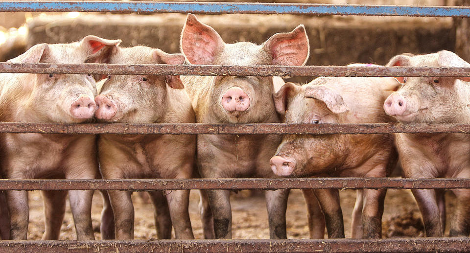 Five piglets stick their snouts through the bars of their sty. 