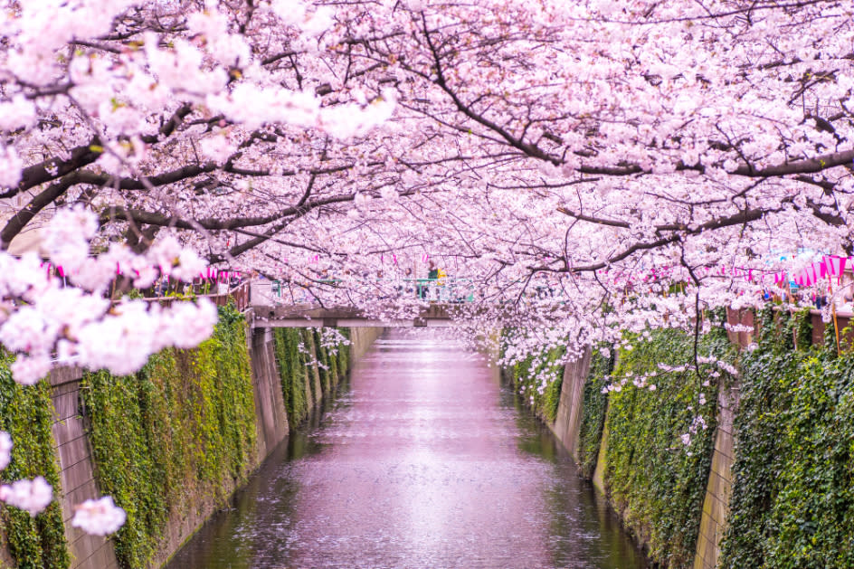 目黑川櫻花