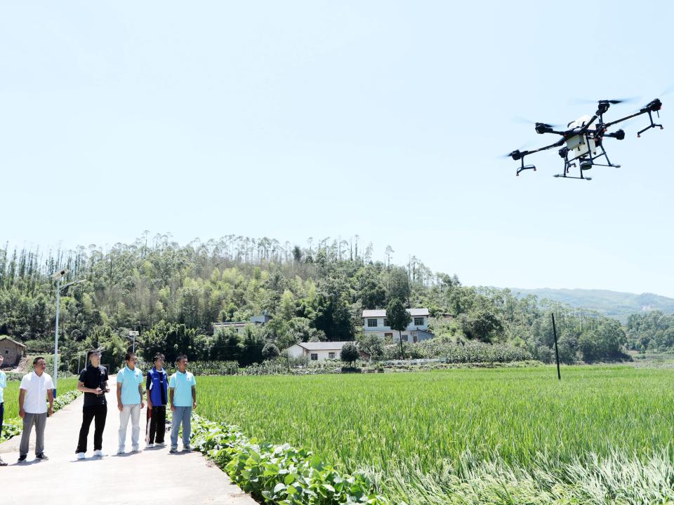 Teachers and students use a plant protection drone to spray insecticides on rice plants in Chongqing, China, July 5, 2023.