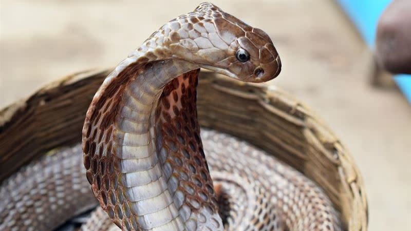 男子聲稱對蛇毒免疫，最終卻慘死。（示意圖／Pixabay）