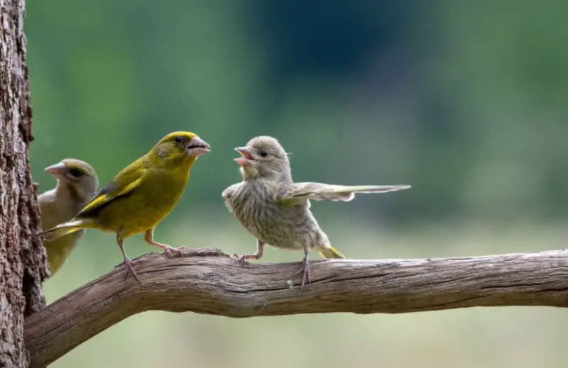 ▲2023野生動物攝影獎的其他入圍佳作。（圖／取自Wildlife Photographer of the Year網站）