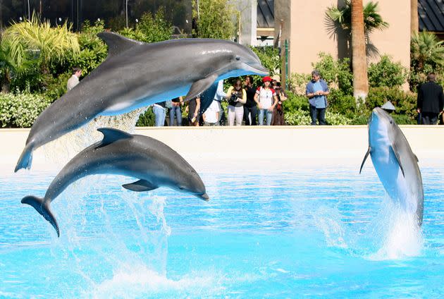 Three Atlantic bottlenose dolphins jump out of the water at The Mirage Hotel & Casino in 2008. (Photo: Ethan Miller/Getty Images for Cirque du Soleil)