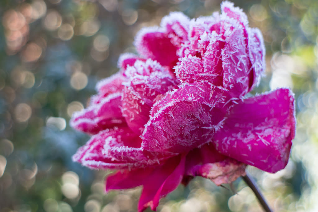 Pour protéger ses plantes fragiles en hiver, on se muni de housses polaires. (Photo : Getty Images)