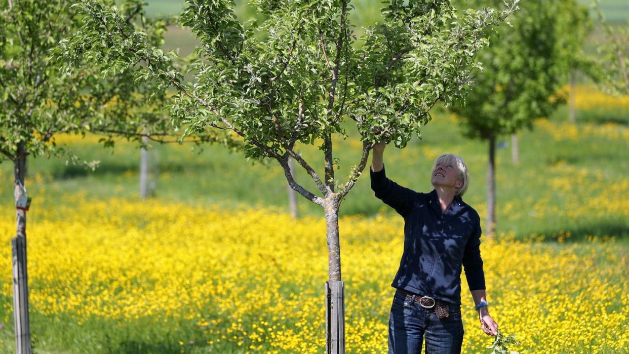 Maria Gentner, Agraringenieurin aus Mittelfranken, steht auf ihrer «Obstarche», eine Streuobstwiese mit alten Birnen- und Apflesorten. Foto: Daniel Karmann