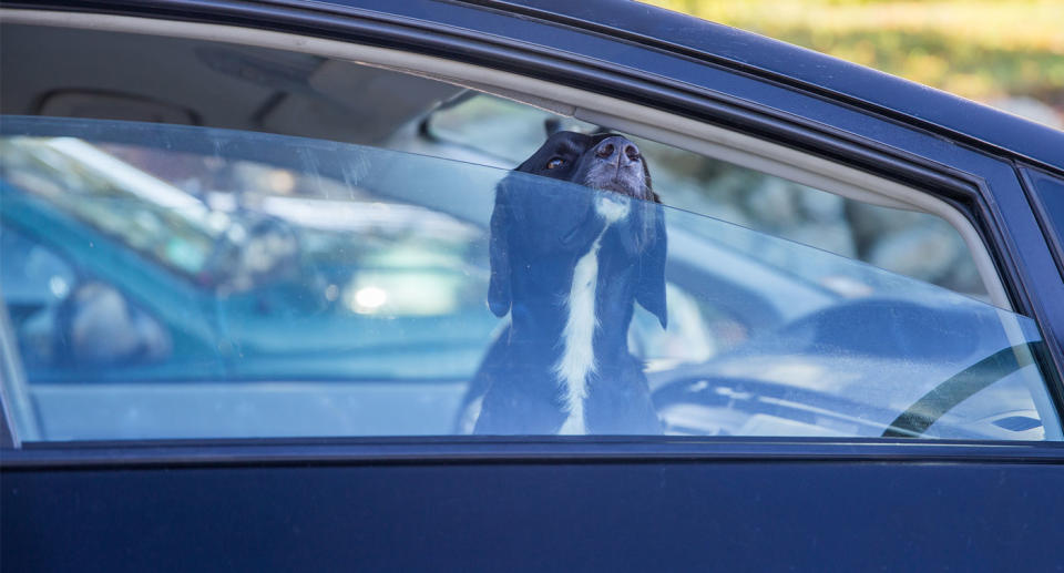 Australian drivers can be penalised for leaving their car window open too much. Pictured is a parked car with the window partially down as a dog peers out.