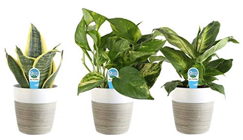 Costa Farms Clean Air 3-Pack O2 for You Live House Plant Collection, White Decor Planter (Amazon / Amazon)
