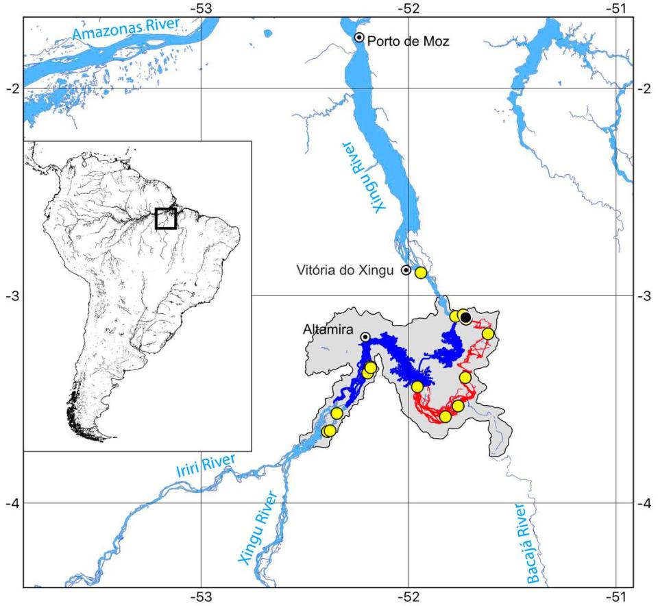 A map of where Scobinancistrus raonii, or Raoni’s armored catfish, has been found. Yellow dots show where specimens were collected. Photo from Chaves, Oliveira, Gonçalves, Sousa and Rapp Py-Daniel (2023)