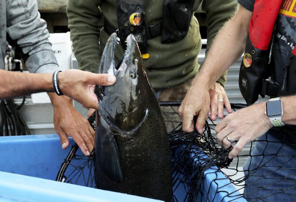 Lummi tribal members and Washington Department of Fish & Wildlife untangle a chinook salmon from a net used to transfer it to the King County Research Vessel SoundGuardian in Bellingham, Wash., Friday, Aug. 10, 2018. The salmon are intended to feed an ailing young orca, J50. (Alan Berner/The Seattle Times via AP, Pool)