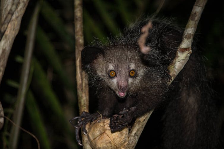 An aye aye clings to a tree at night