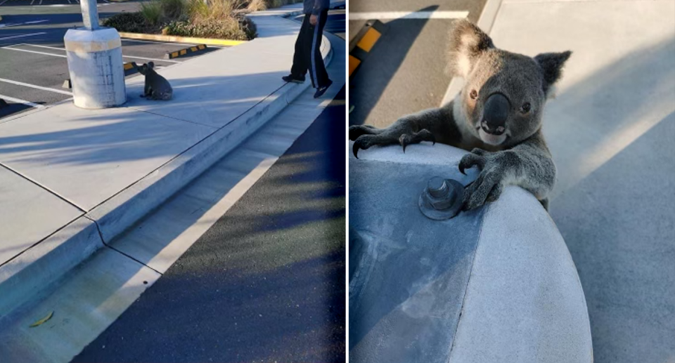 A koala at a Westfield car park at Coomera on the Gold Coast on Sunday. Source: Supplied