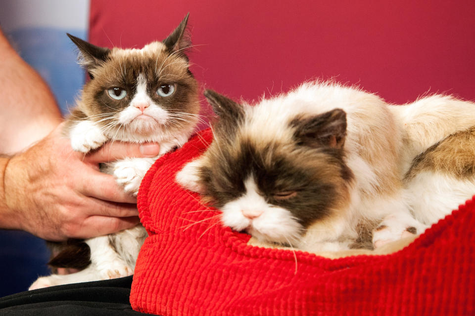 SAN FRANCISCO, CA - DECEMBER 08:  Grumpy Cat is unimpressed with her animatronic counterpart at Madame Tussauds San Francisco on December 8, 2015 in San Francisco, California.  (Photo by Kelly Sullivan/FilmMagic)