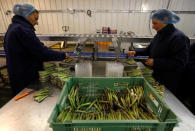 Eastern European workers pack asparagus at Cobrey Farm in Ross-on-Wye, Britain, March 11, 2019. Picture taken March 11, 2019. REUTERS/Peter Nicholls