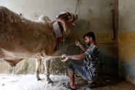 A worker uses a soapy cloth to clean the legs of a bull, during a spray wash at an automobile service station, in Karachi