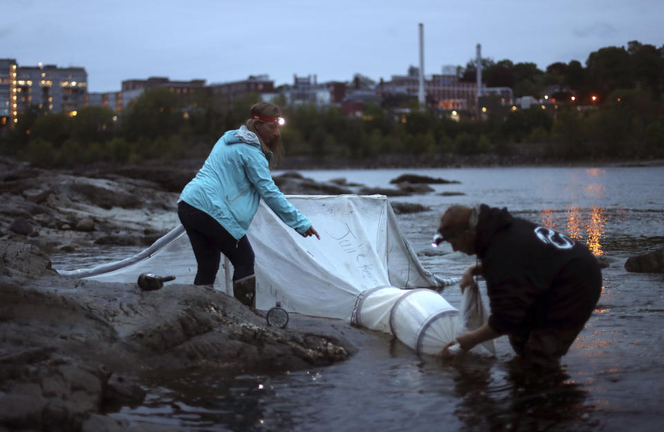 FILE - In this May 25, 2017 file photo, elver fishermen set up a net on the Penobscot River in Brewer, Maine. Maine fishermen are taking to rivers and streams in the state to fish for baby eels in a big-money season they hope isn’t interrupted by poaching concerns as it was a year ago. (AP Photo/Robert F. Bukaty, File)