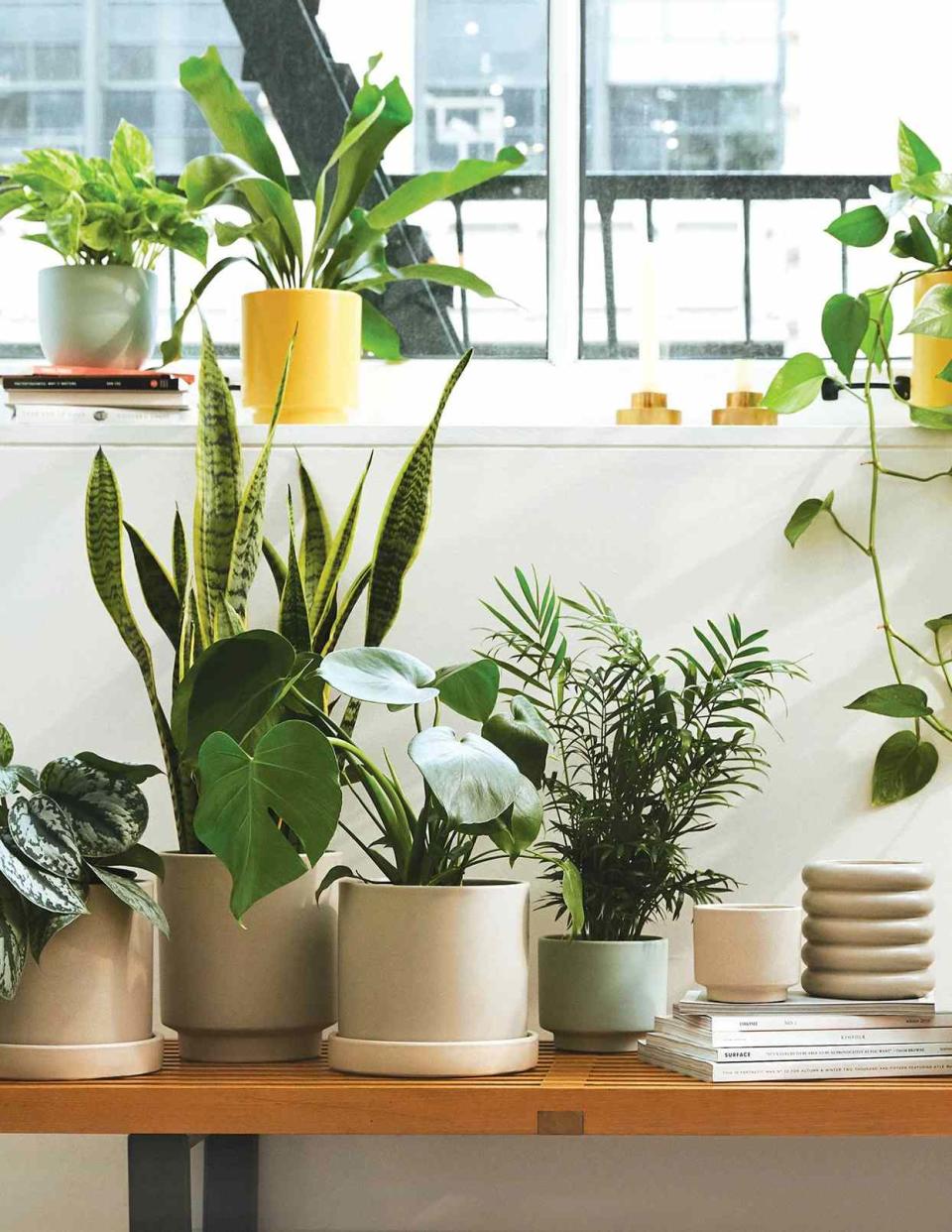 Collection of houseplants from The Sill near window