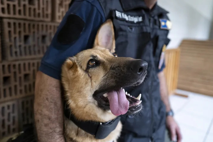 German shepherd injured in Ukraine gets new 'job' as Hungarian police dog