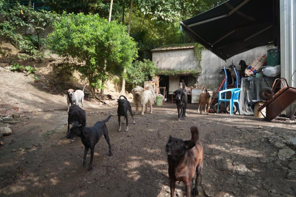 民間動物收容所的毛寶貝一起迎接到來的訪客。   圖：新北市動保處提供