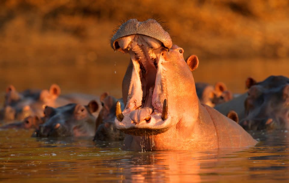 Yup, hippos are definitely more vicious than they are made out to be in cartoons... Source: Getty