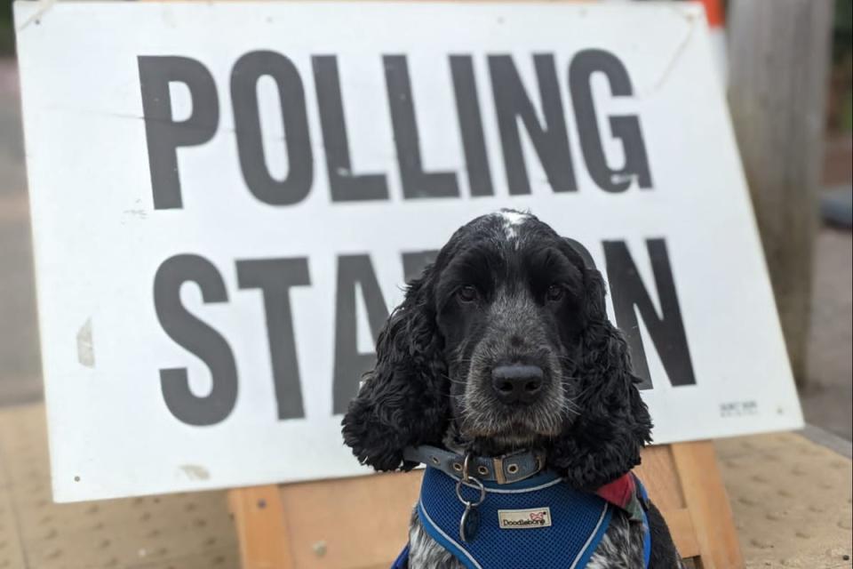 Rupert the spaniel outside the polling station of Vauxhall ward in Tonbridge (Sheila Bell)