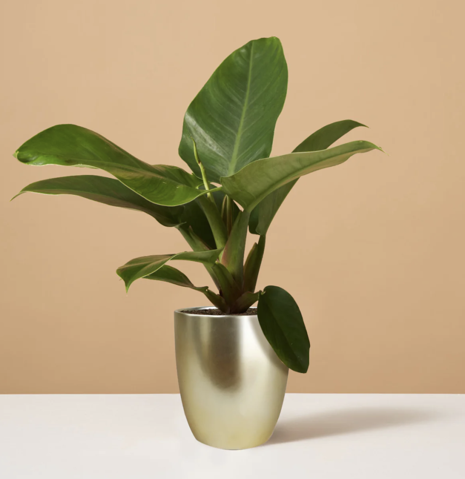 <p><a href="https://go.redirectingat.com?id=74968X1596630&url=https%3A%2F%2Fwww.thesill.com%2Fproducts%2Fphilodendron-imperial-green&sref=https%3A%2F%2Fwww.womansday.com%2Flife%2Fwork-money%2Fg60557147%2Fbest-gifts-for-lawyers%2F" rel="nofollow noopener" target="_blank" data-ylk="slk:Shop Now;elm:context_link;itc:0;sec:content-canvas" class="link ">Shop Now</a></p><p>Philodendron Imperial Green</p><p>The Sill</p><p>$68.00</p><span class="copyright">The Sill</span>