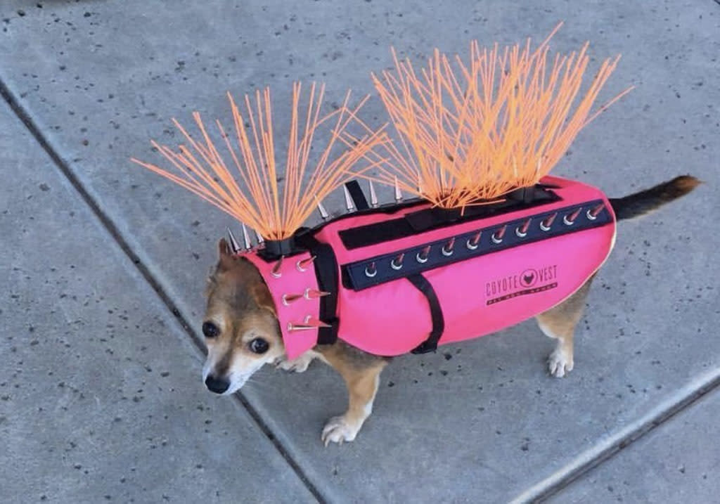 Amina Akhtar’s dog Beanie became a muse for meme makers when she suited up in this protective coyote vest for Twitter. (Photo: Courtesy of Amina Akhtar/Twitter)