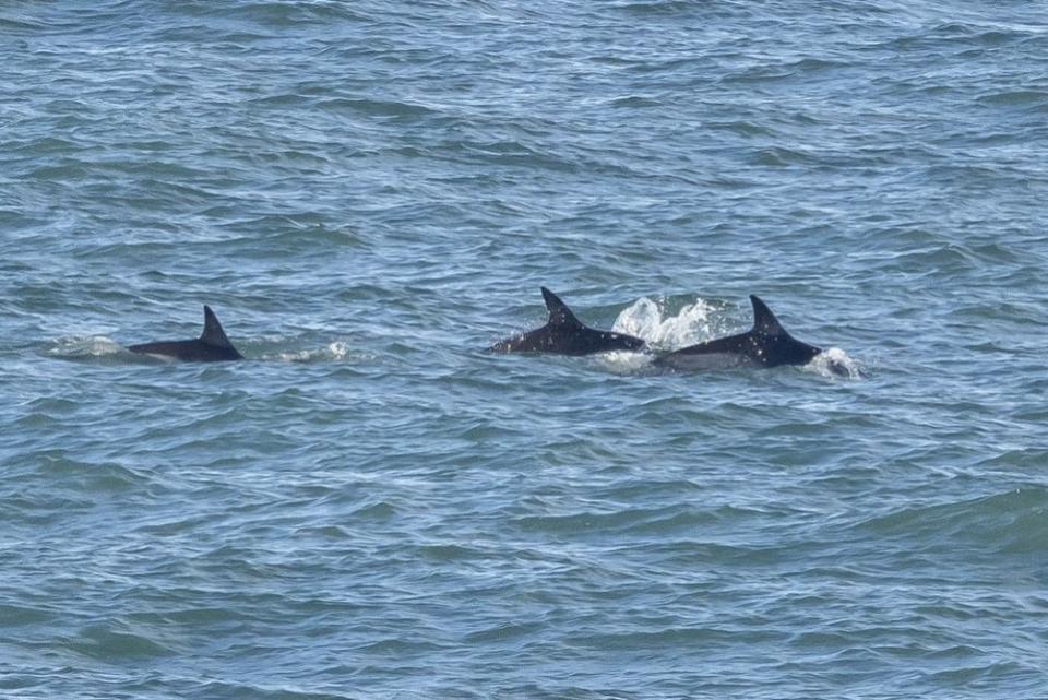 Western Telegraph: Los delfines comunes deleitaron a la multitud en el picnic de las marsopas. 