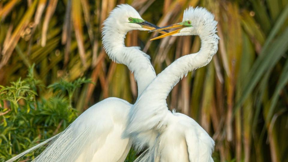 Great egrets are among the many species found at Georgia's Okefenokee National Wildlife Refuge.