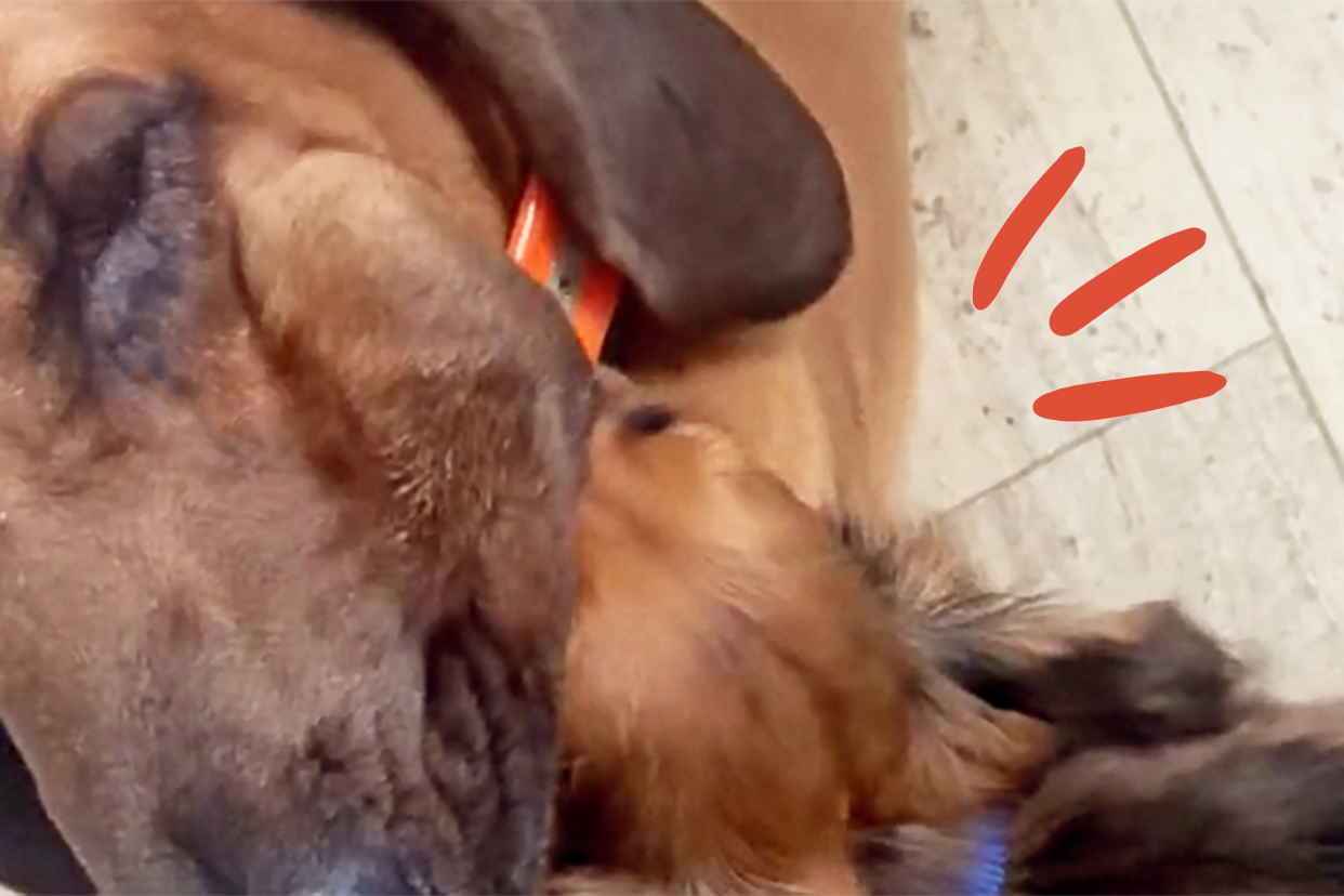 dachshund with his face in and bloodhound's mouth