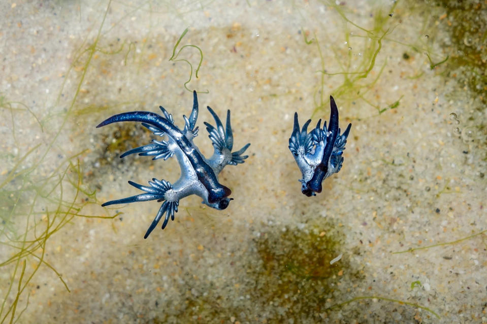Blue Dragon (S. Rohrlach / Getty Images / iStock)