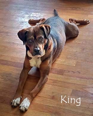 King, 6-year-old dog who had been awaiting adoption in Oconee County, Georgia, displays perfect splooting form.