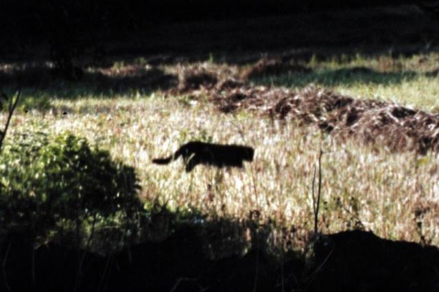 Fabled 'Beast of Otmoor' spotted by man driving to work