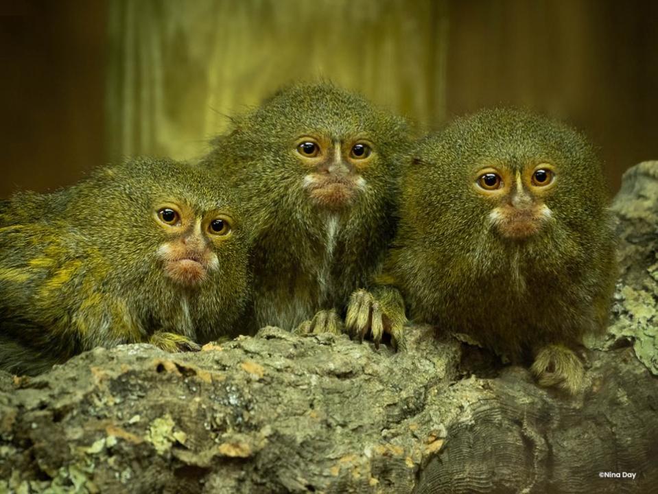 Gazette: Three of the marmosets at Colchester Zoo