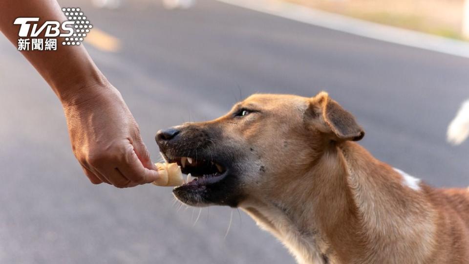 餵食流浪狗若影響環境可依法開罰。（示意圖／shutterstock達志影像）