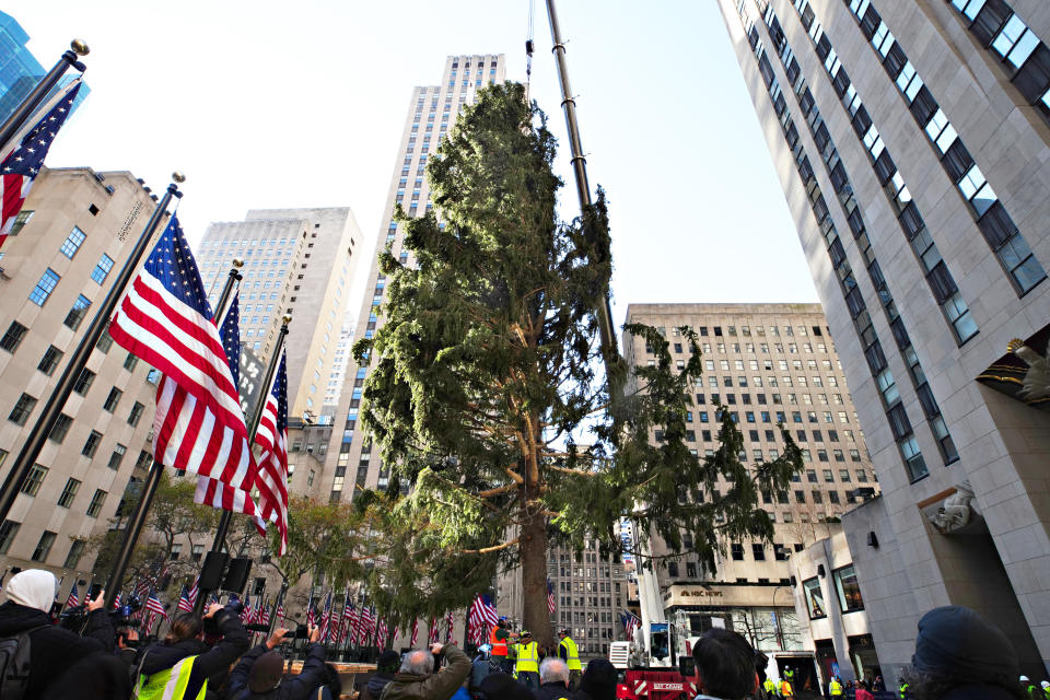 NEW YORK, NEW YORK - NOVEMBER 14: The Rockefeller Center Christmas Tree arrives at Rockefeller Plaza and is craned into place on November 14, 2020 in New York City.  (Photo by Cindy Ord/Getty Images)